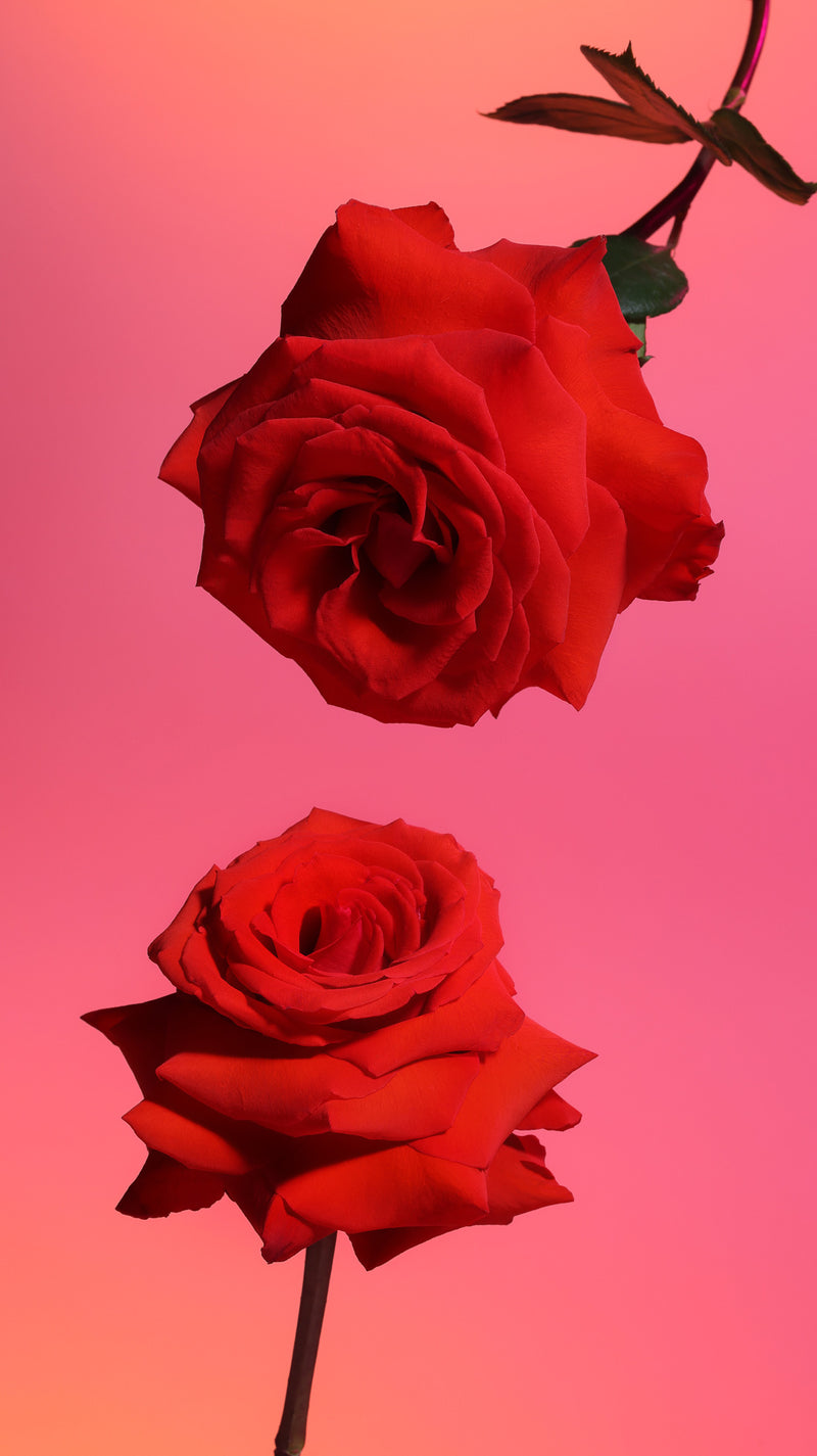 5 Feelings to Gift This Valentine's Day