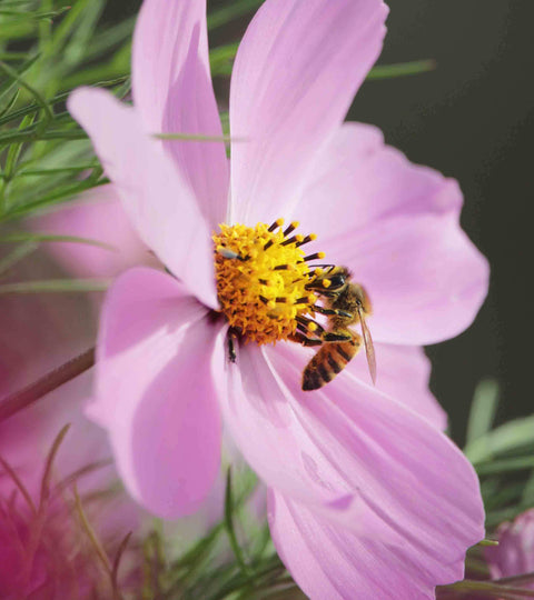 Happy Earth Day from your Foria family.