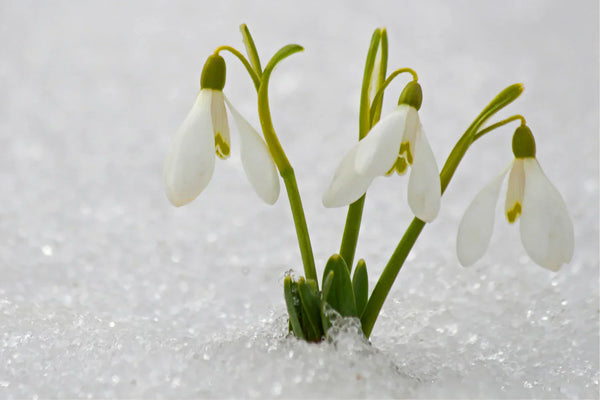 10 Essential Life Lessons From Spring