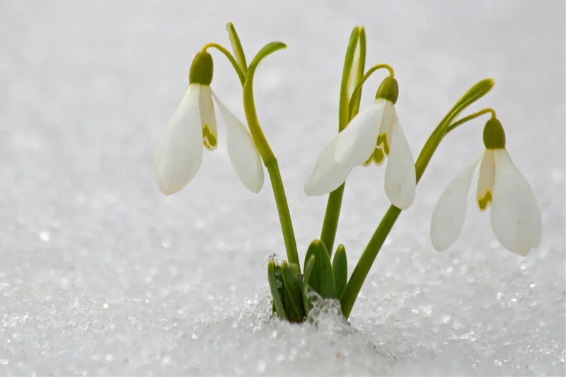 10 Essential Life Lessons From Spring