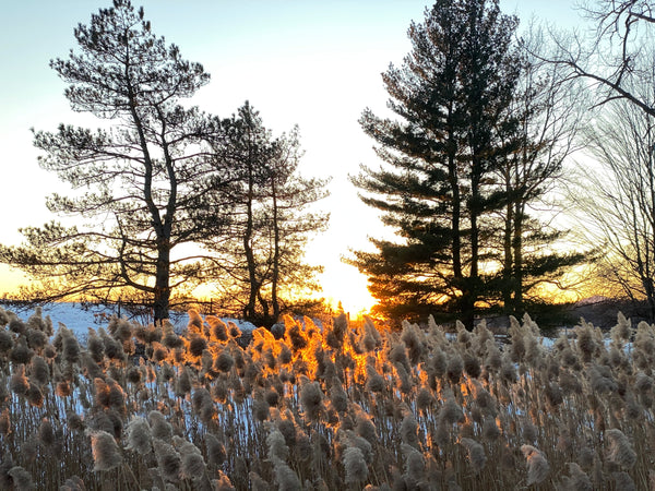 Hudson Hemp: Earth Wise