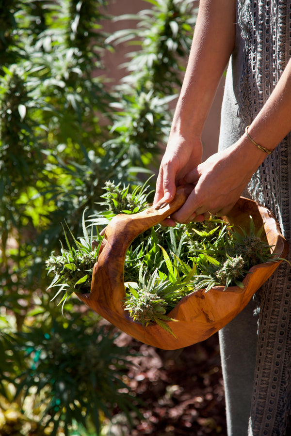 Myths and Facts: 8 Misconceptions about CBD Oil