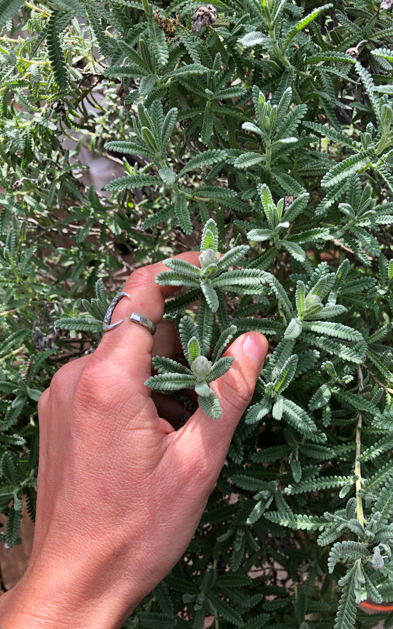 Building Immunity & Resilience