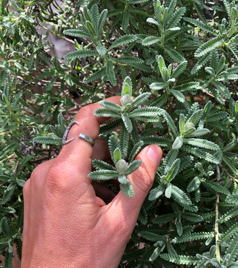 Building Immunity & Resilience