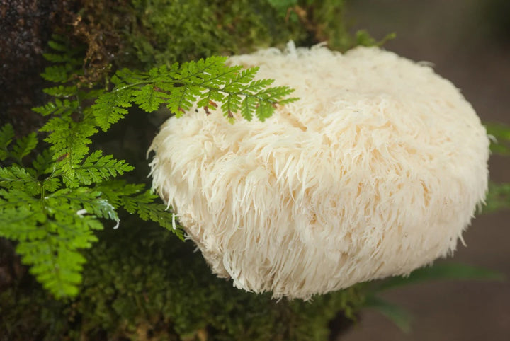 Functional Mushrooms 101
