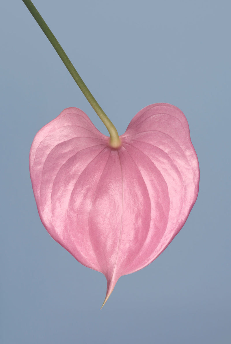 Painful Sex, CBD Oil And Holistic Healing