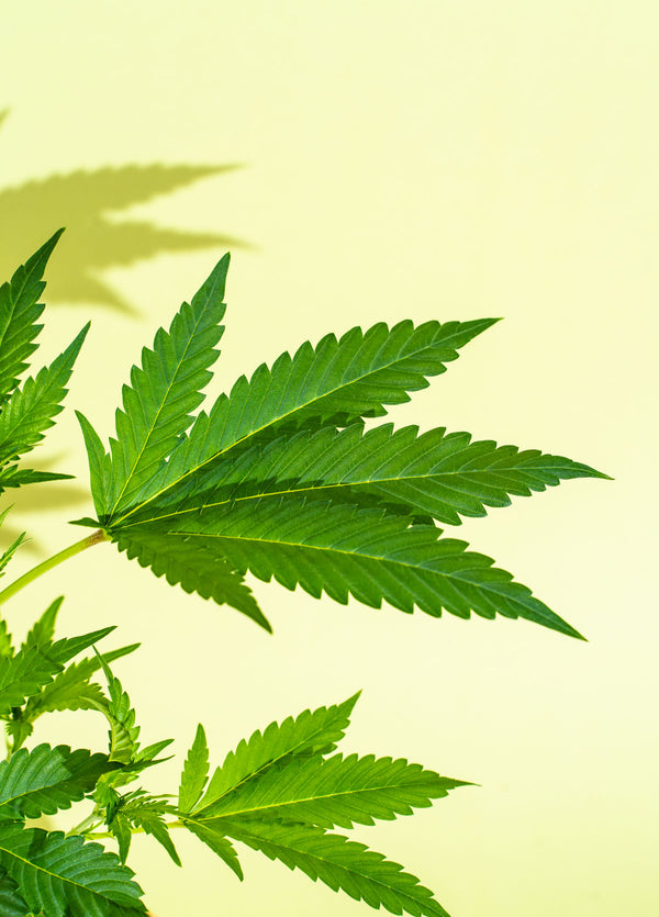 CBD Oil: Risks, Side Effects And What You Need To Know