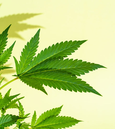 CBD Oil: Risks, Side Effects And What You Need To Know