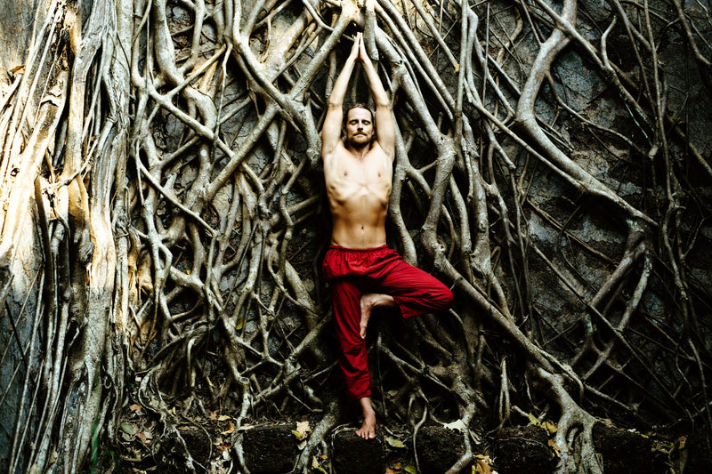 Balancing (and Imbalancing) Your Endocannabinoid System