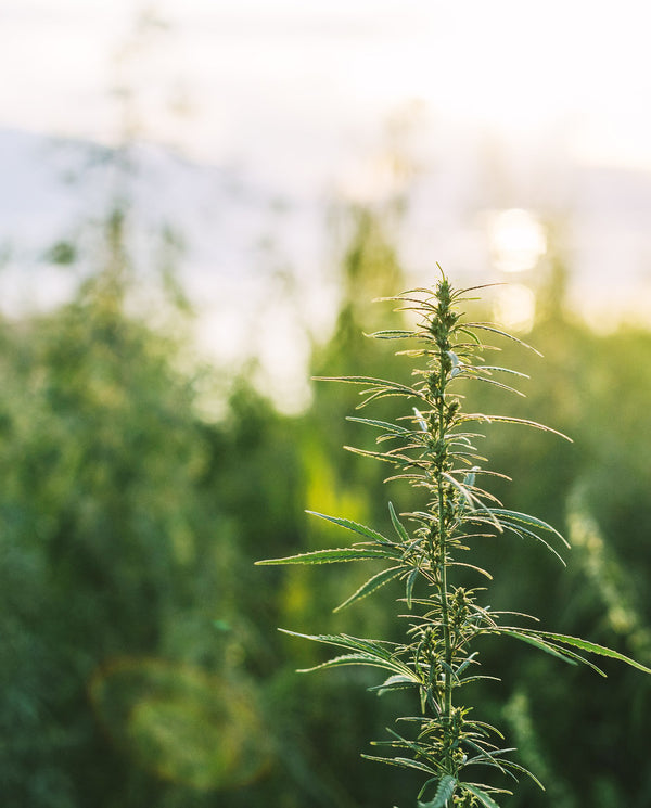 Every Day Is Earth Day: Our Commitment to Sustainability