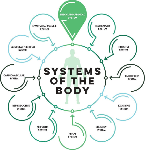 CBD: Benefits for Your Endocannabinoid System
