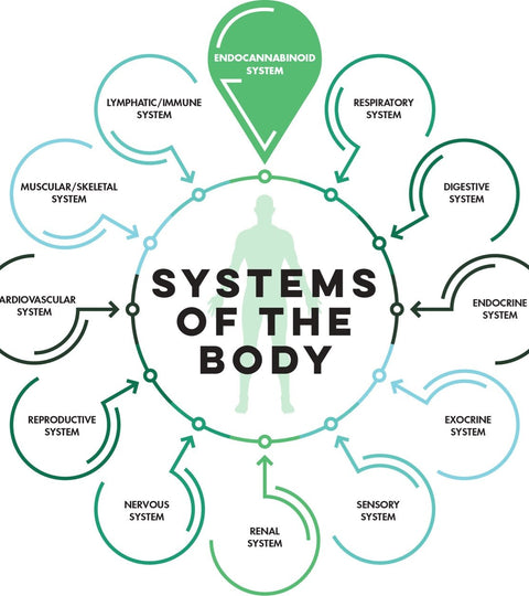 CBD: Benefits for Your Endocannabinoid System