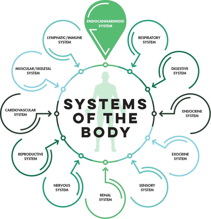 CBD: Benefits for Your Endocannabinoid System