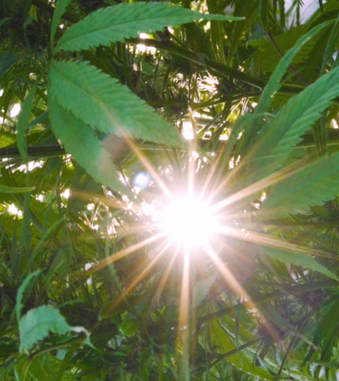 Beyond Organic