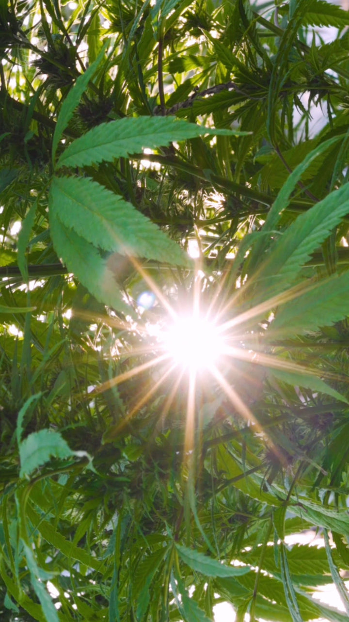 Beyond Organic