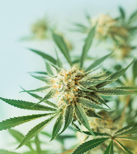 Part 1: Why Full Spectrum CBD Works Better than CBD Isolate
