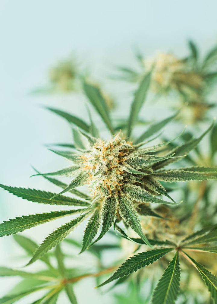 Part 1: Why Full Spectrum CBD Works Better than CBD Isolate