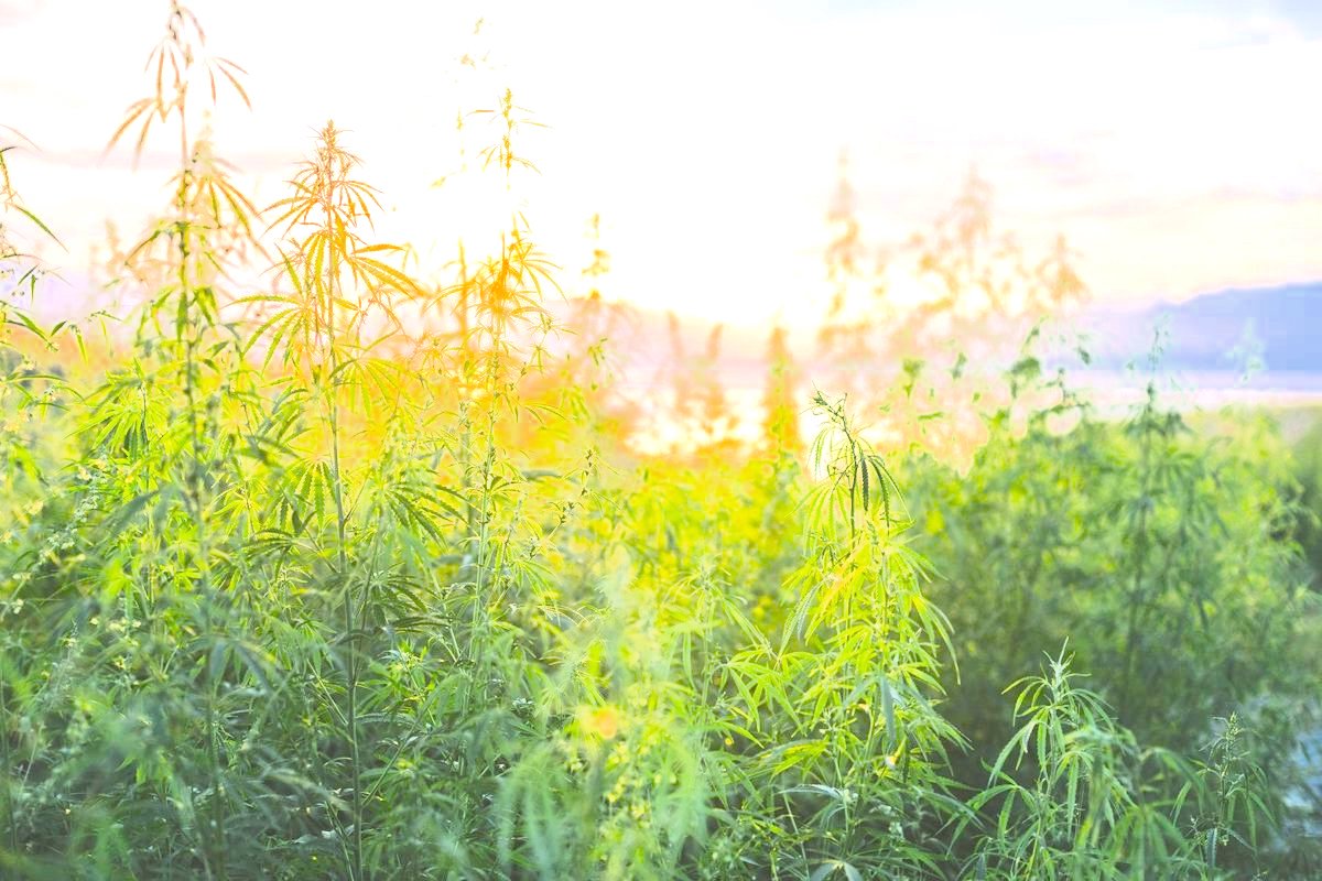 Hemp Saves America... Again