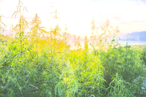 Hemp Saves America... Again