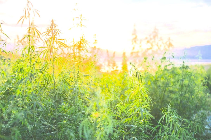 Hemp Saves America... Again
