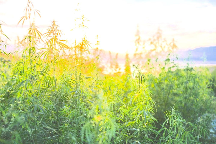 Hemp Saves America... Again
