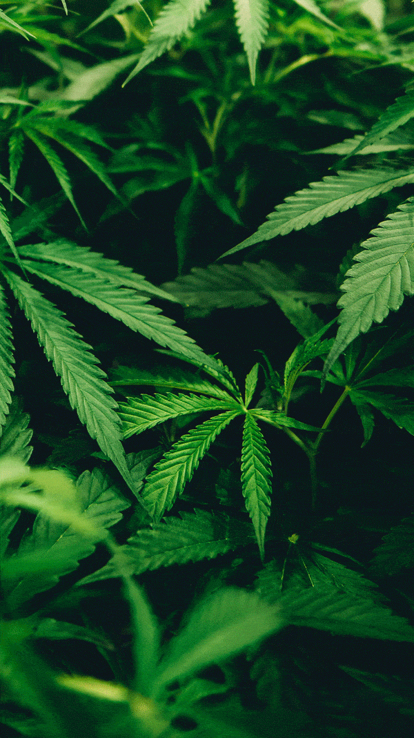 Hemp and Kava: How Do They Work & How Do They Compare?