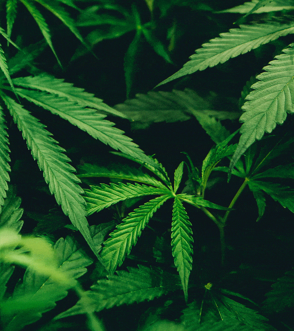 Hemp and Kava How Do They Work & How Do They Compare? Foria