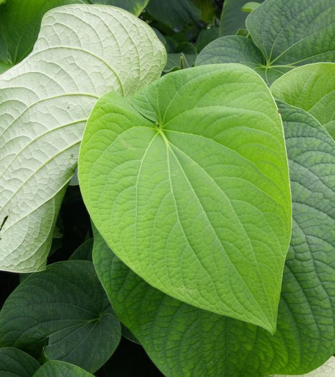 Kava Kava: Our Other Favorite Plant