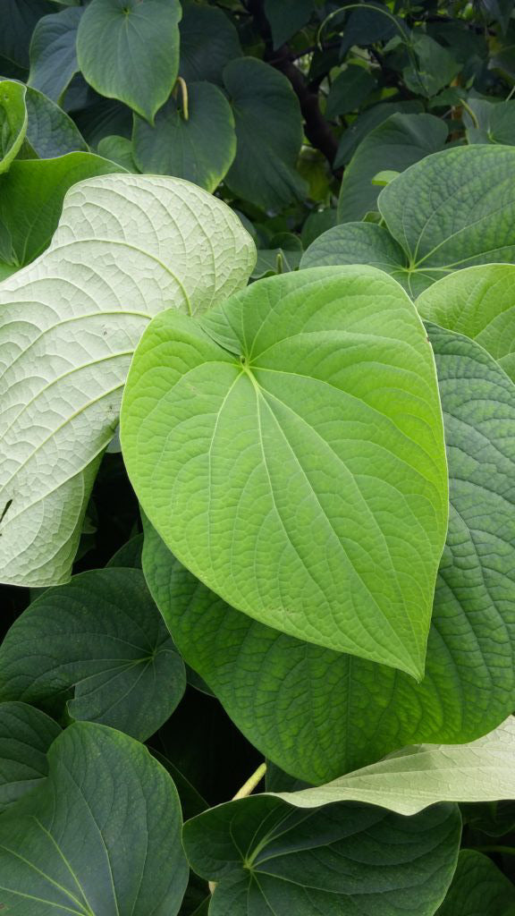 Kava Kava: Our Other Favorite Plant