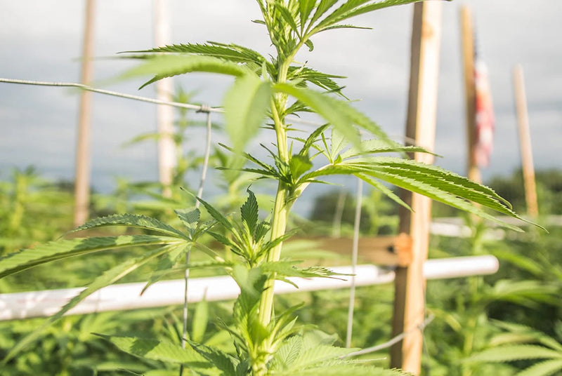 Is Organically Grown Hemp the Same as Certified Organic?