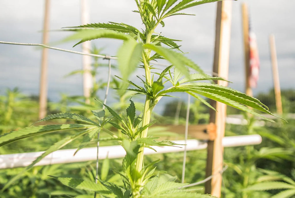 Is Organically Grown Hemp the Same as Certified Organic? – Foria