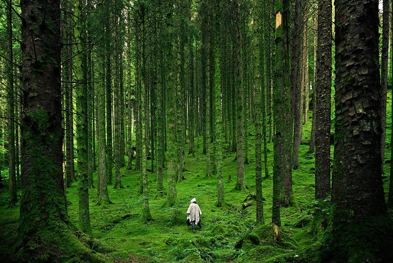 Shinrin-Yoku: Wellness in the Woods & Japanese Forest Bathing