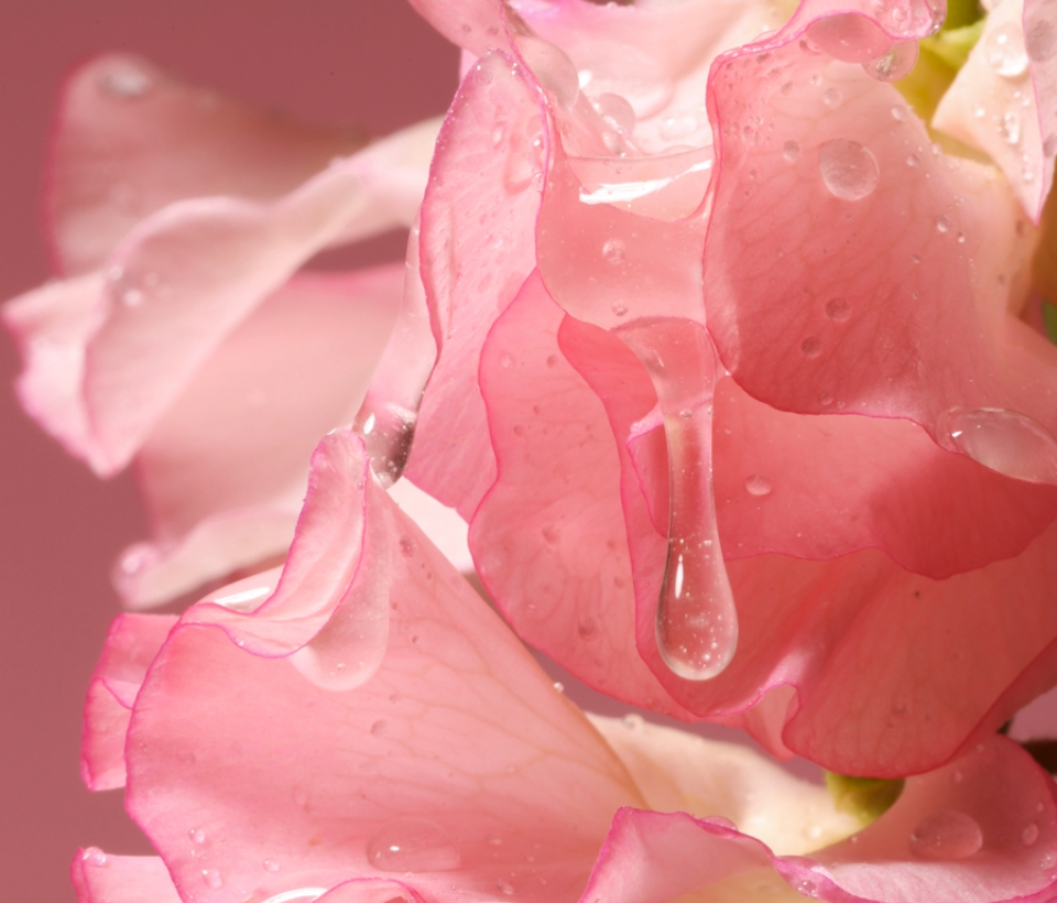 Foria Wellness sexual wellness products made from clean ingredients. Close-up of pink flowers with water droplets on a pink background